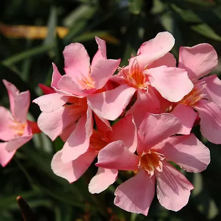 Residenza Giardino - Chez Antoinette *