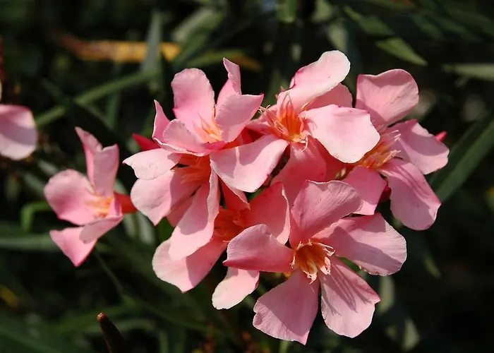 Residenza Giardino - Chez Antoinette *